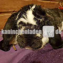 Carepaket für Bruno