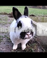 Oskar