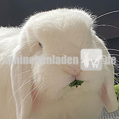 Carepaket für Bunny
