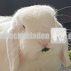 Carepaket für Bunny