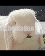 Carepaket für Bunny